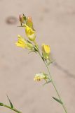 Linaria genistifolia. Ветвь с цветками. Ульяновская обл., Мелекесский р-н, окр. с. Лебяжье, сосновый бор на дюнах, вырубка под ЛЭП, участок с незакреплённым грунтом. 09.07.2024.