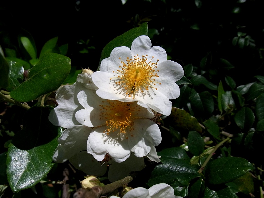 Image of Rosa sempervirens specimen.