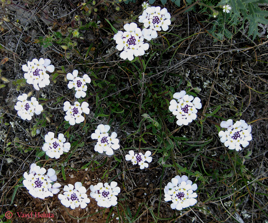 Image of Iberis simplex specimen.