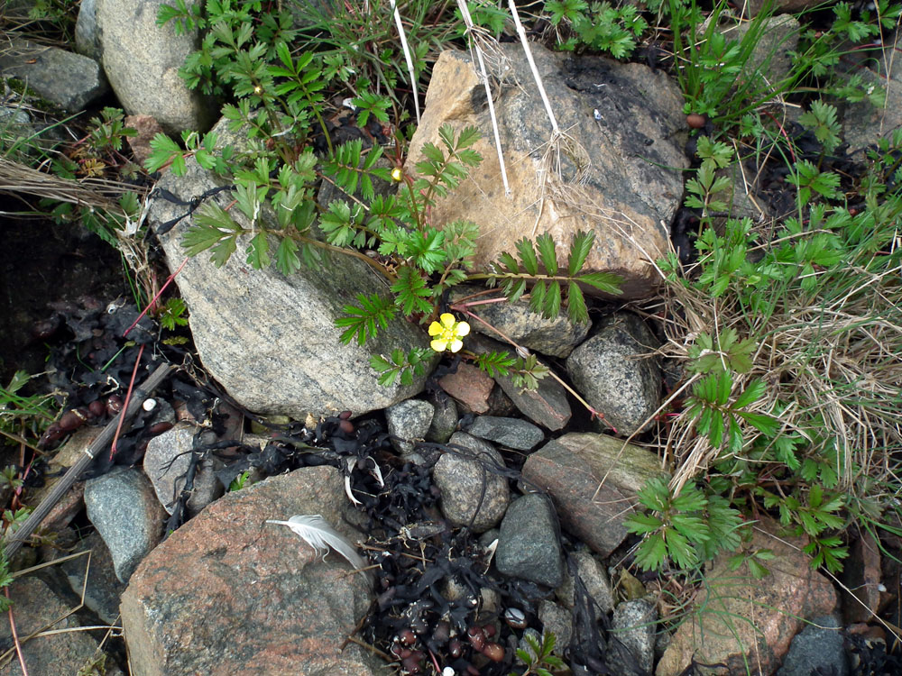 Image of Potentilla anserina ssp. groenlandica specimen.