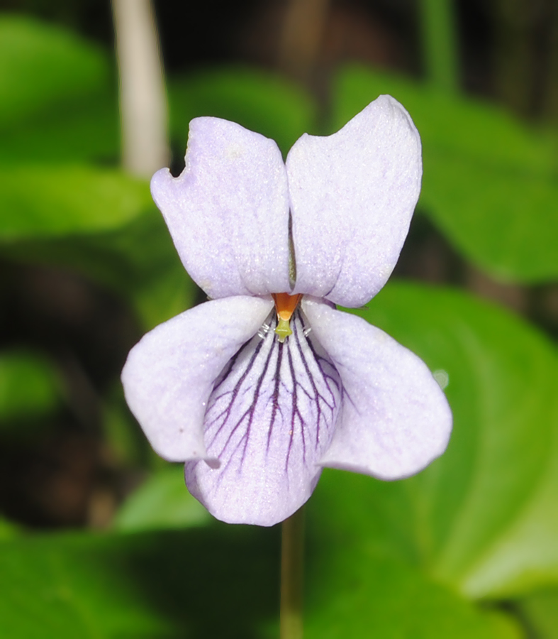 Image of Viola &times; ruprechtiana specimen.