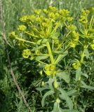 Euphorbia stepposa