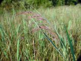 Phragmites australis