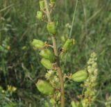 Reseda lutea. Плоды. Украина, Донецкая обл., Артёмовский р-н, окр. с. Дроновка. 10.07.2011.