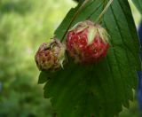 Fragaria viridis. Плоды. Новосибирская обл., Карасукский р-н, с. Благодатное, опушка колка. 17.07.2011.