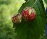 Fragaria viridis