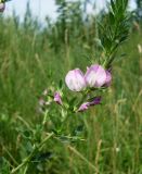 Ononis arvensis subspecies spinescens. Верхняя часть побега с цветками. Ростовская обл., дельта Дона, окр. г. Азов. 19 июня 2011 г.