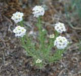 Ptilotrichum tenuifolium. Цветущее растение. Иркутская обл., озеро Байкал, Малое Море, бухта Базарная. 22.07.2011.