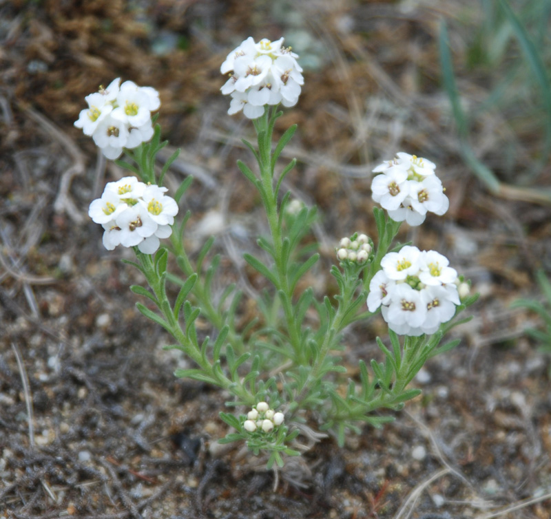 Image of Ptilotrichum tenuifolium specimen.