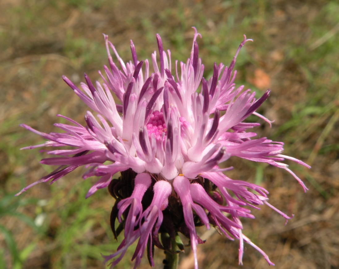 Image of Jurinea charcoviensis specimen.
