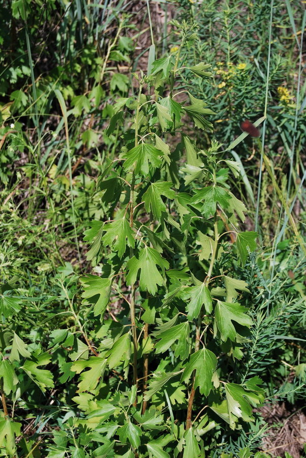 Image of Ribes aureum specimen.