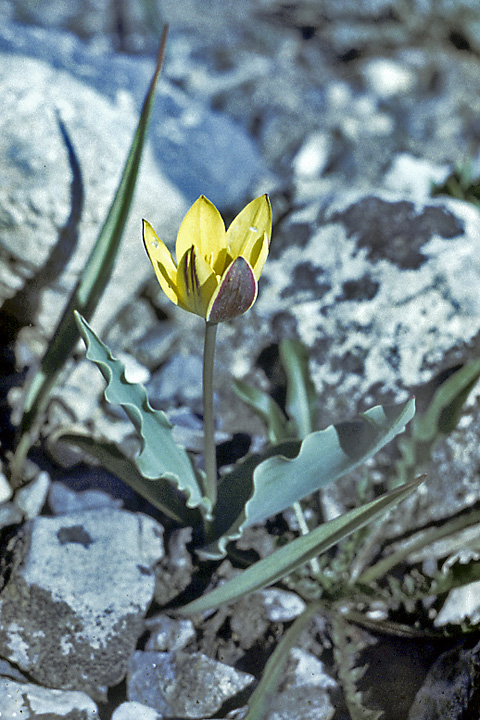 Image of Tulipa dubia specimen.