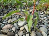 Rumex aquaticus