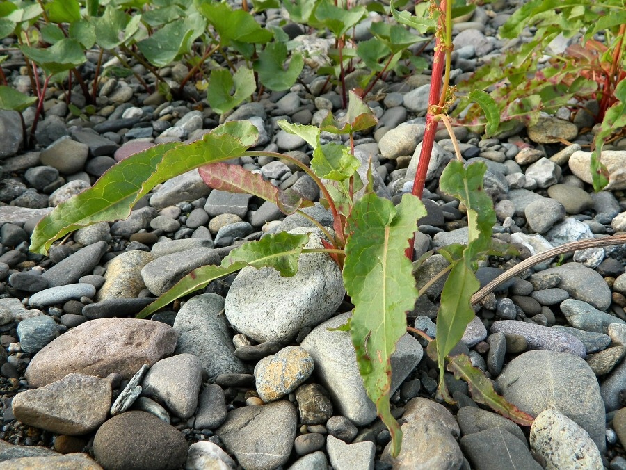 Image of Rumex aquaticus specimen.