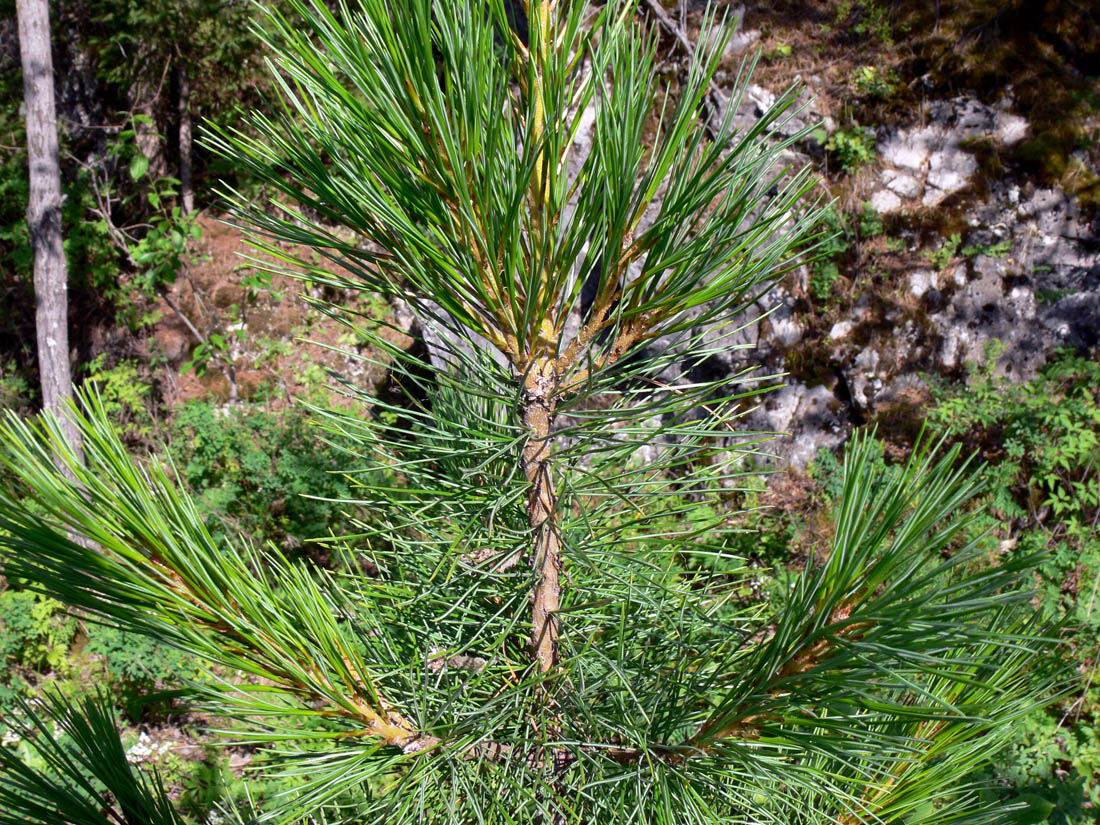 Изображение особи Pinus sibirica.