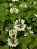 Trifolium repens. Соцветия и листья. Республика Коми, г. Воркута. 11.08.2011.