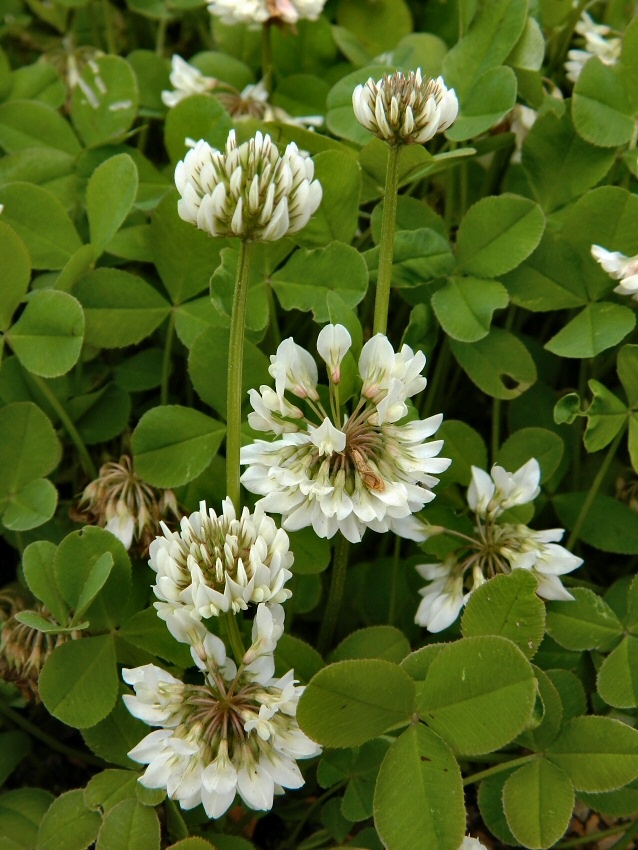 Image of Trifolium repens specimen.