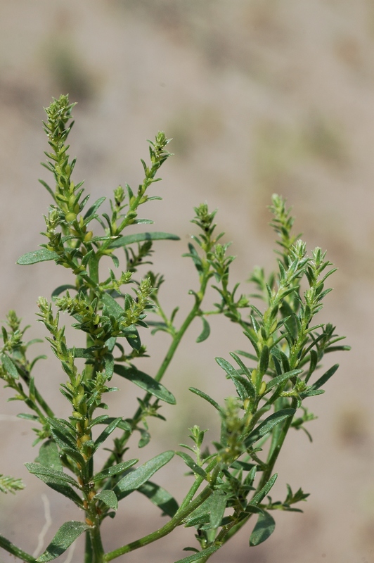 Image of Corispermum hyssopifolium specimen.