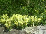 Scutellaria sosnovskyi