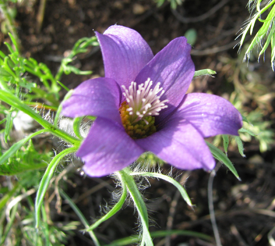 Изображение особи род Pulsatilla.