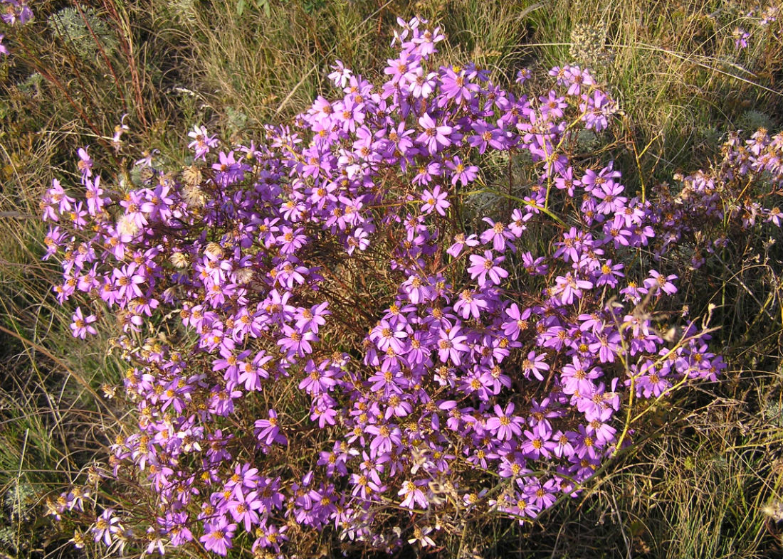 Image of Galatella angustissima specimen.