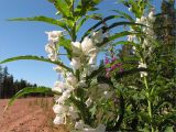 Chamaenerion angustifolium. Соцветия (белоцветковая форма). Мурманская обл., Кольский п-ов, Терский берег Белого моря. 30.07.2008.