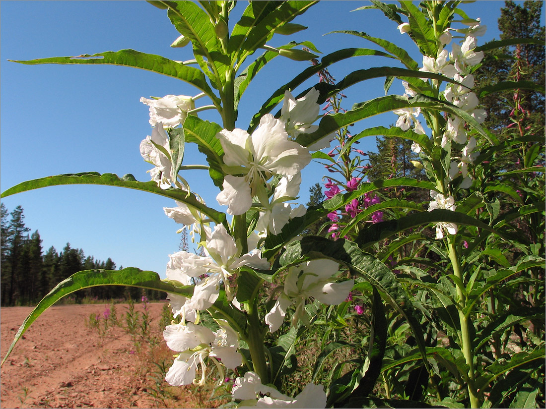 Изображение особи Chamaenerion angustifolium.