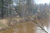 Salix cinerea. Ветви с соцветиями. Московская обл., Раменский р-н, окр. дер. Хрипань, берег пруда. 27.04.2006.