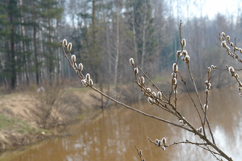 Изображение особи Salix cinerea.