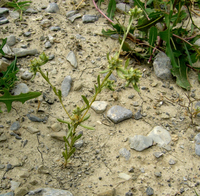 Image of Filago pyramidata specimen.
