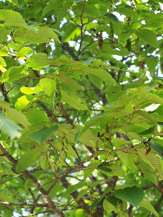 Изображение особи Carpinus cordata.