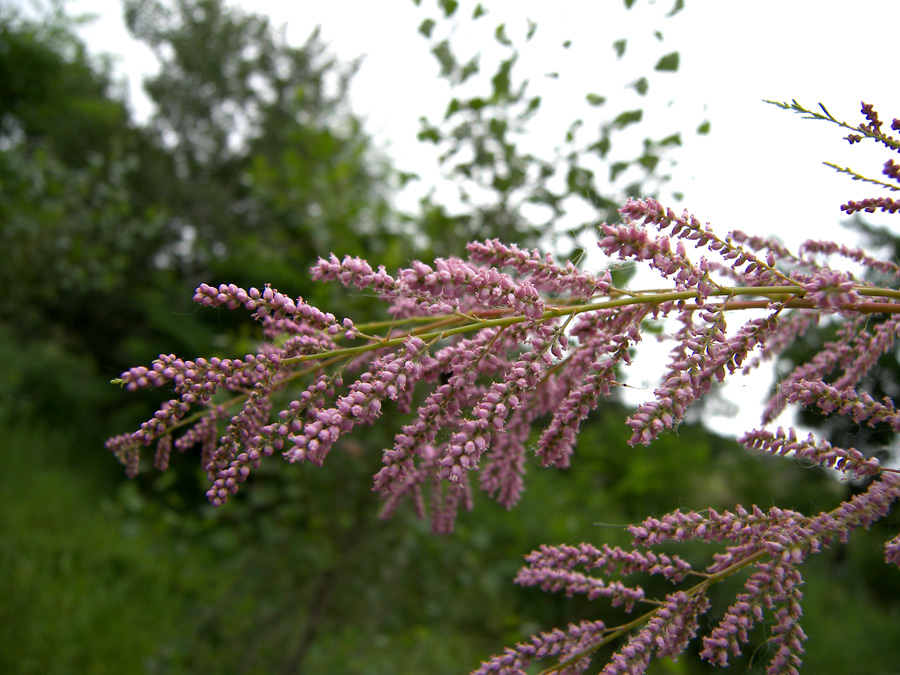 Изображение особи Tamarix ramosissima.