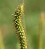 Setaria pumila