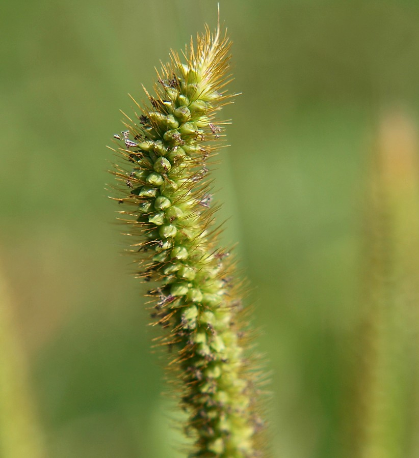 Image of Setaria pumila specimen.