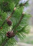 genus Pinus. Верхушка побега с шишками. Южный Сахалин, Долинский р-н, Долинский хр., близ р. Пуховая, посадки. 07.06.2011.