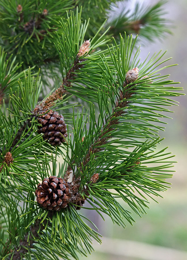 Image of genus Pinus specimen.