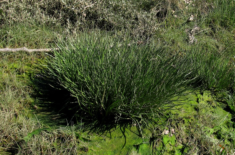 Image of Triglochin maritima specimen.