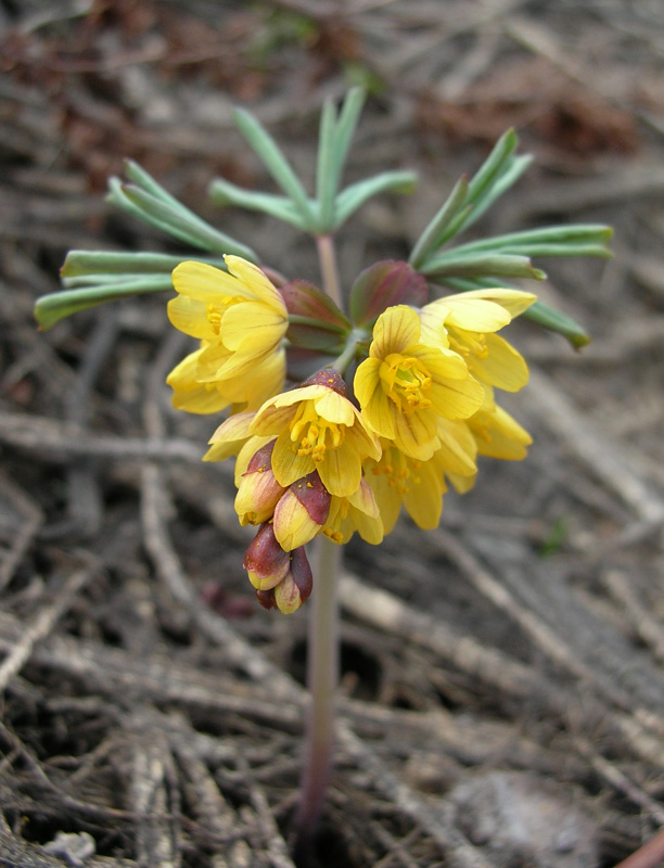 Изображение особи Gymnospermium alberti.