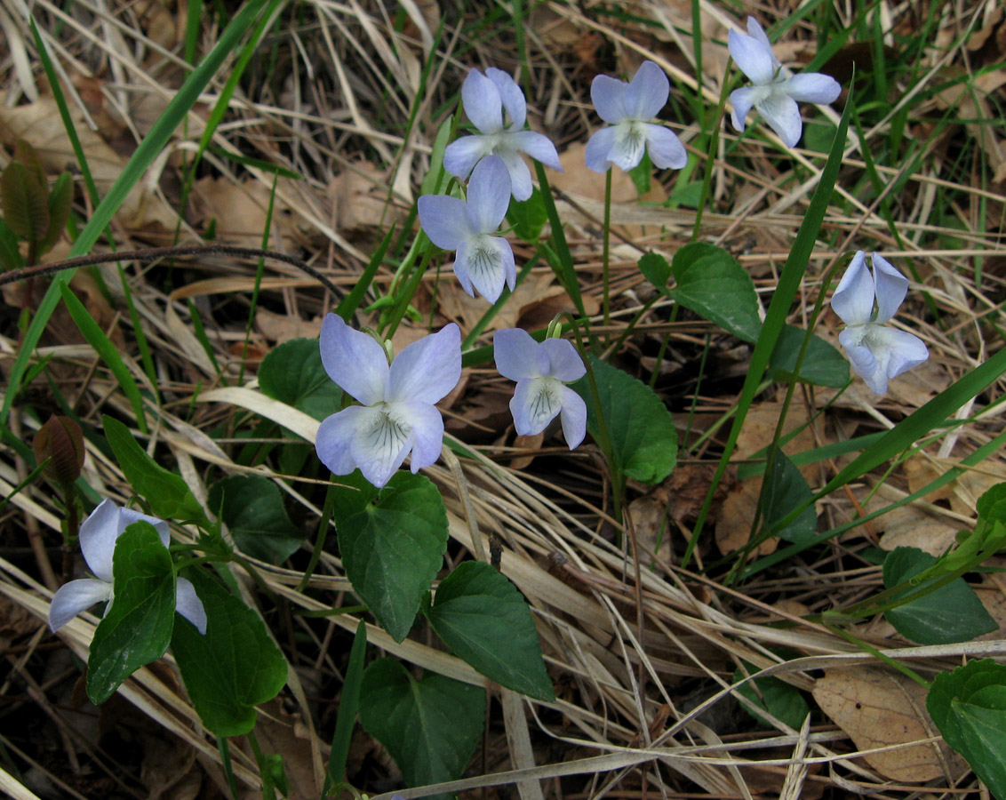 Изображение особи Viola sieheana.