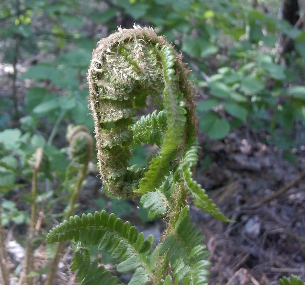 Изображение особи Dryopteris filix-mas.