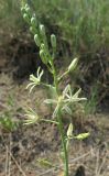 Ornithogalum pyrenaicum