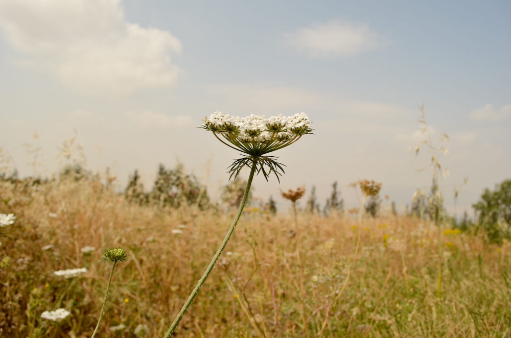 Изображение особи Daucus broteri.