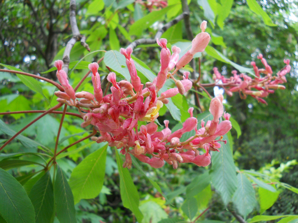 Image of Aesculus pavia specimen.