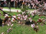Prunus cerasifera variety pissardii. Часть ветви с цветками. Крым, г. Ялта, в культуре. 9 апреля 2012 г.