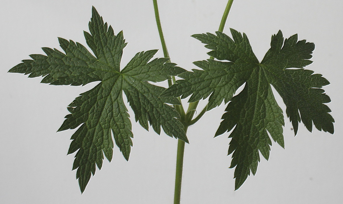 Image of Geranium endressii specimen.