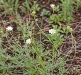 Scabiosa ochroleuca. Цветущее растение. Казахстан, Восточно-Казахстанская область; Западный Алтай, скл. Ульбинского хребта, окр. с. Ушановское. 21.06.2012.