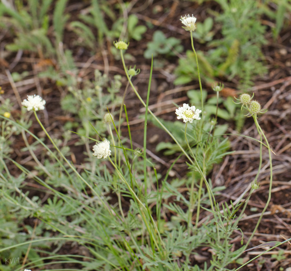 Image of Scabiosa ochroleuca specimen.