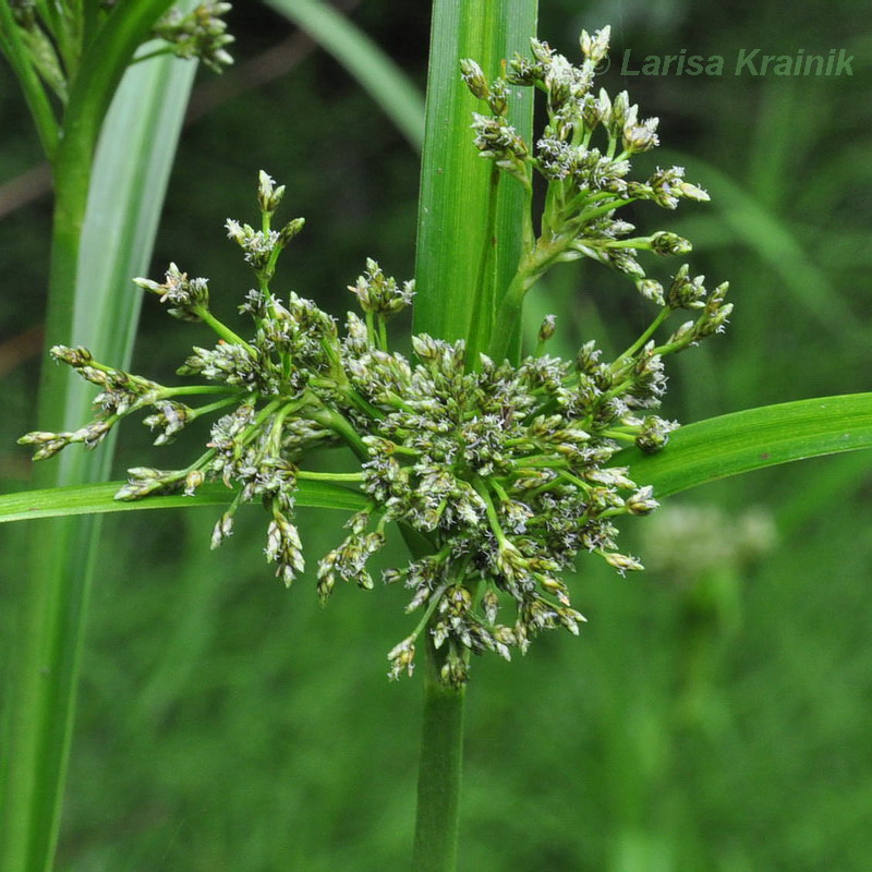 Изображение особи Scirpus orientalis.