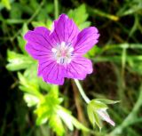 Geranium palustre. Цветок. Московская обл., Лотошинский р-н, окр. дер. Савостино, луг. 01.07.2012.