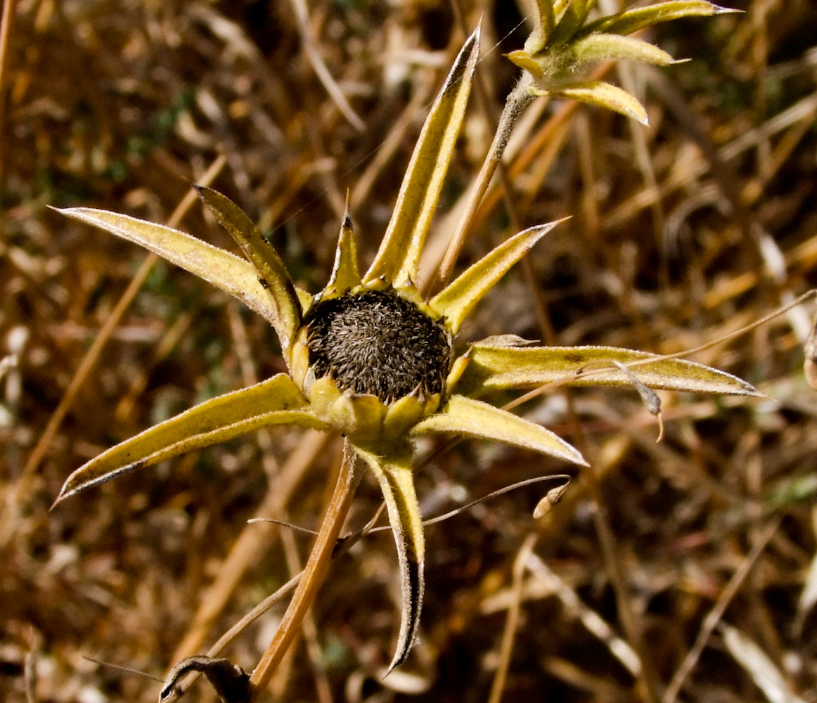 Изображение особи Pallenis spinosa.